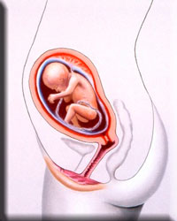 5Month fetus looks
