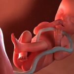 What Does A Fetus Look Like at 20 Weeks?