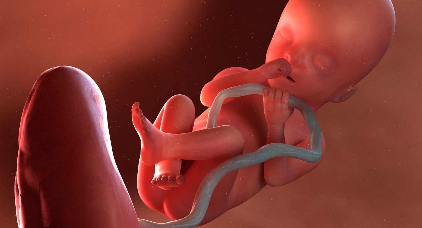 What Does A Fetus Look Like at 20 Weeks?